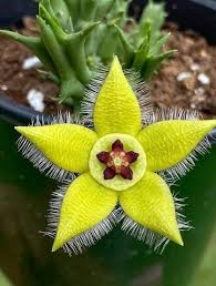 Image result for Orbea knobelii