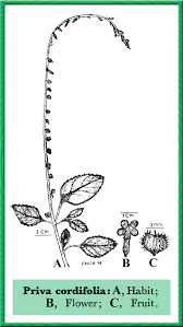 Image result for Buchnera leptostachya