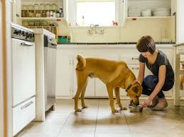 What Kind Of Food You Should Feed Your Diabetic Dog