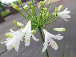 Image result for Agapanthus praecox