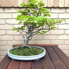 Image result for Cussonia zimmermannii