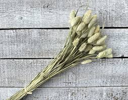 Image result for Phalaris