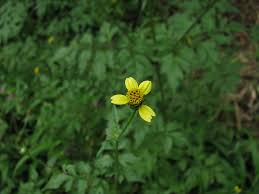 Image result for Bidens biternata