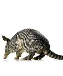 Pin By Gina Mcginnis On Texas Armadillo Animal Sculptures Pet Birds