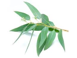 Image result for Alchornea hirtella