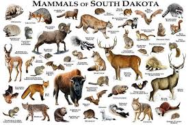 Mammals Of South Dakota Poster Print South Dakota Mammals Etsy Mammals North American Animals Poster Prints