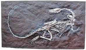 Coelophysis is frequently used as an example of the early dinosaurs.‭ ‬ its bipedal stance from two legs that supported its body from underneath as opposed to sticking out to the sides. Coelophysis Skeleton Dinosaur Fossils Paleontology Palaeontology