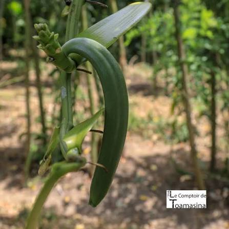 Vanilla chamissonis flower and details