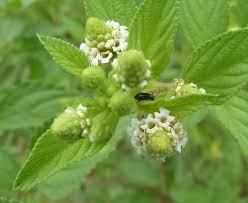 Image result for Lippia