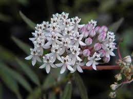 Image result for Asclepias graminifolia