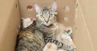 Kucing persia merupakan jenis kucing yang sangat digemari oleh pecinta kucing dan sebagian besar orang. 13 Ciri Ciri Kucing Mau Melahirkan Wajib Diketahui