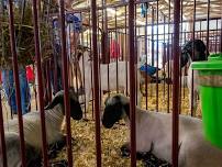 4-H Livestock Show