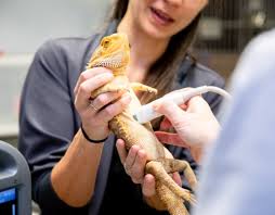 Above on google maps you will find all the places for request pet hospitals near me. Avian Exotic Veterinary Care In Huntersville Nc
