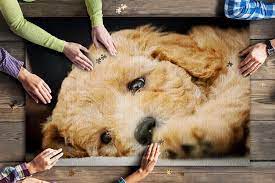 Originally created by the great atlantic & pacific tea company; Australian Labradoodle Puppy Taking A Nap 9022673 20x30 Premium 1000 Piece Jigsaw Puzzle Made In Usa Walmart Com Walmart Com