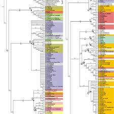 Image result for Mimosa mossambicensis