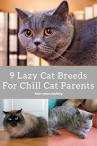 The Ten Laziest Cat Breeds | Pets4Homes