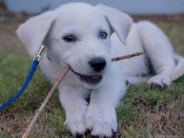 What are golden retriever lab mixes? Golden Retriever Lab Mix Puppies For Sale Near Me Petfinder