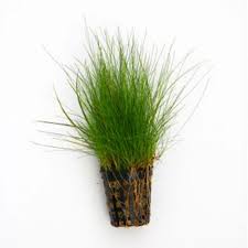 Image result for Eleocharis caduca