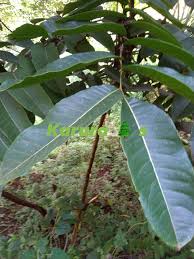 Image result for Zanthoxylum gilletii