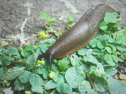 You can clean a washing machine, descale a kettle or brighten curtains with it. Thousands Of Slugs And Snails Head For Uk Homes And Cause Devastation To Gardens Mirror Online