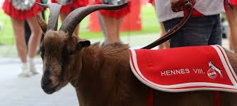 Fc köln at a glance: Hennes Feiert Mit Dem Fc Duda News