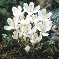 Maybe you would like to learn more about one of these? Jeanne D Arc Crocus Bulbs Buy Online Boston Bulbs