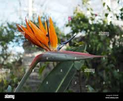 Image result for Strelitzia caudata