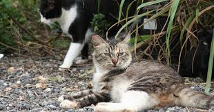 ‪How You Can Help Your Community Cats‬‏