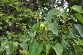 Image result for Hernandia nymphaeifolia