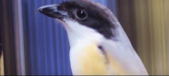 Burung pentet atau burung cendet atau burung bentet kelabu atau burung toet memiliki nama latin lanius schach. Ciri Cendet Jantan Gambar Cendet Jantan Burungmaster Official
