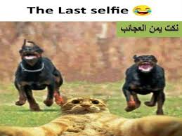 Pin By Ahmed Hmada On نكت يمن العجائب Animals Memes Dogs