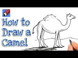 Drawing a camel shouldn't be difficult if you've ever tried drawing a horse or a giraffe because the proportions are very similar. How To Draw A Camel Shoo Rayner Everyone Can Draw