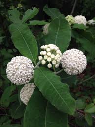 Red Ring Milkweed Native Alabama Plant Native Plants Butterfly Garden Flower Garden