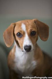 Beagle Mix Black And Brown Beagle Puppy Beagle Dachshund Mix Dachshund Mix Canine Companions Weiner Dog