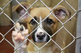Find and adopt a pet on petfinder today. Tri County Animal Shelter Charles County Md