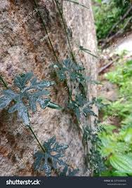 Image result for Kedrostis leloja