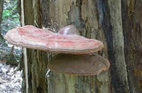 Image result for Ganoderma tsugae