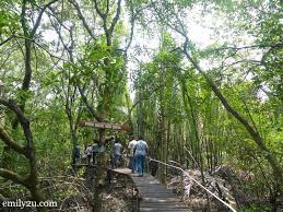 Manakala 12 bakau berkaitan meliputi dungun, rotan bakau dan pakis langsoyar. Taman Rekreasi Paya Bakau Kg Sijangkang From Emily To You