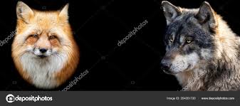 Template Red Fox Wolf Black Background — Stock Photo © waitandshoot  #354351720