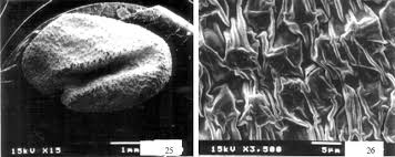 Image result for Trigonella laciniata