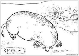 Programs will assist the teacher with choices for various fonts, page set up, colors and much a lot more. Mole Colouring Page Avengers Coloring Pages Coloring Pages Animal Coloring Pages
