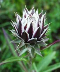 Image result for Macledium zeyheri