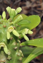 Image result for Mildbraedia carpinifolia
