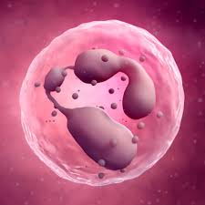 Monocitele crescute la copil ascunde adesea infecții, cancer, boli autoimune. Neutrofile Crescute Divahair Ro