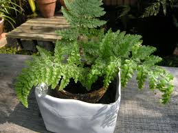 Image result for Pityrogramma argentea