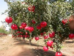 Membuat media tanam buah naga dalam pot media tanam untuk buah naga dalam pot perlu disiapkan dengan baik sebelumnya. Tips Menanam Buah Delima Supaya Menghasilkan Buah Penjaga Rumah
