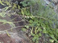 Image result for Tephrosia noctiflora