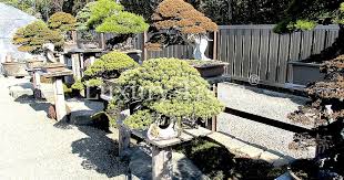 So gestalten sie ihren garten exotisch. Zen Garten Planung Umsetzung Von Luxurytrees