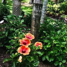 Image result for Hibiscus fuscus