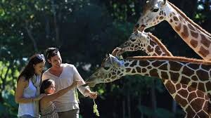 Berjarak sekitar 1 km dari pondok pesantren lirboyo kediri. Harga Tiket Masuk Taman Safari Prigen Bisa Dipesan Ots Atau Booking Online Simak Info Penting Ini Halaman All Tribun Jatim